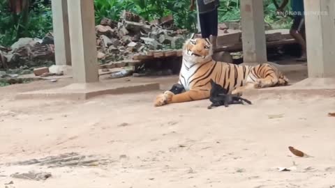 Prank video of fake Tigers vs Dog