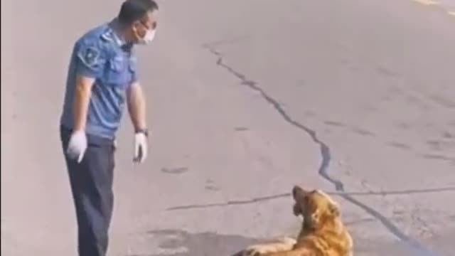 Triste video de un cachorro atropellado