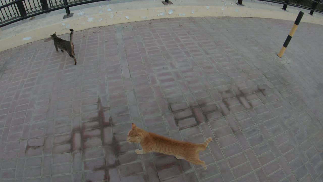 MICHAEL JACKSON & ED SHEERAN - Homeless cats in Ras Al Khaimah, UAE #cat #EdSheeran #MichaelJackson