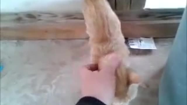 Stray kitten finally warms up to human contact