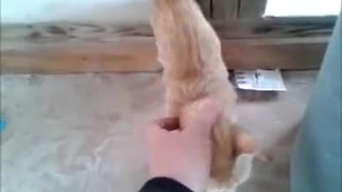 Stray kitten finally warms up to human contact