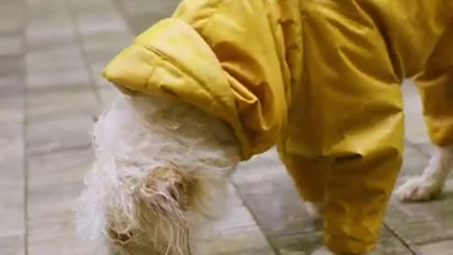 Happiness of rainfall