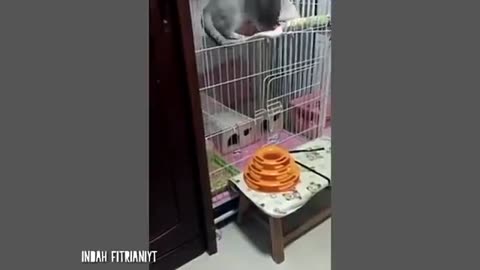 10 Minute Video of Funny Cats Behaving to Make You Laugh Out Loud