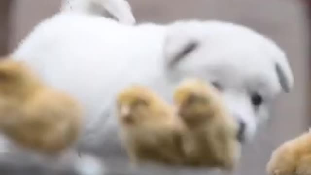 Pet Puppy with Bantams