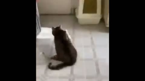 Omg! Cute and funny cat video compilation