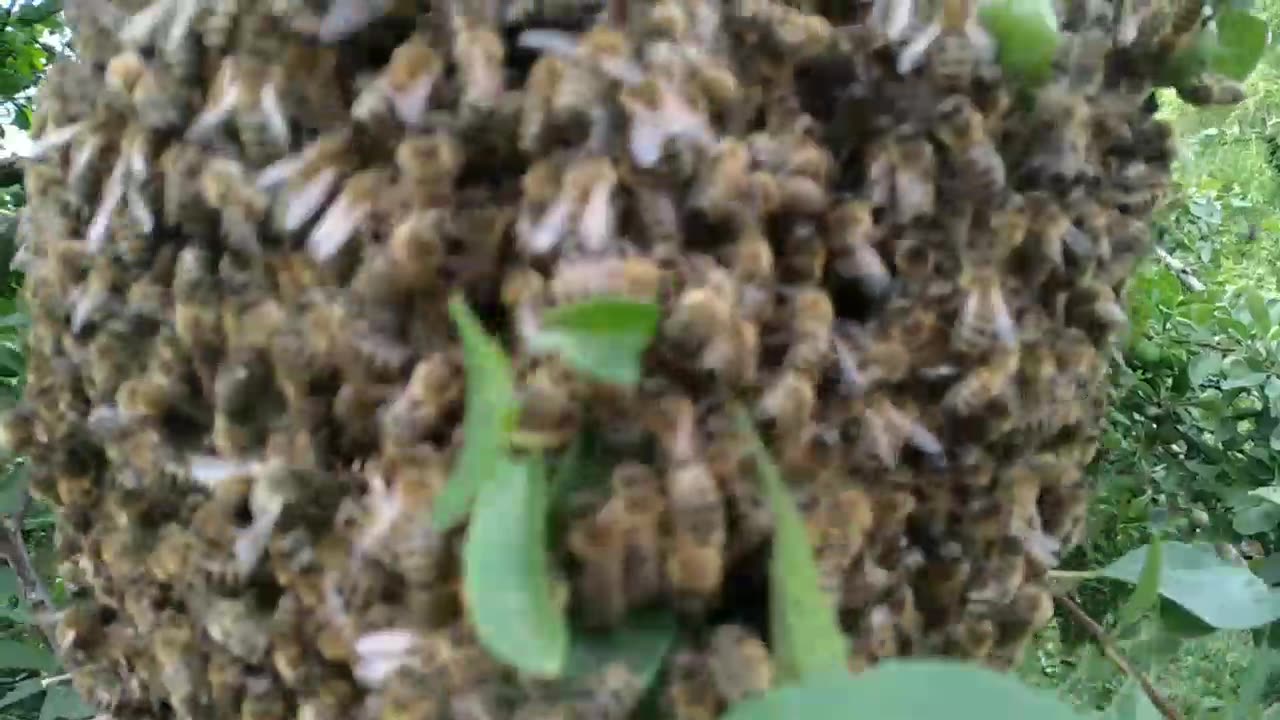 Buzzing Bees ASMR