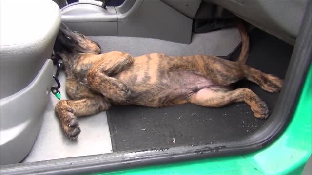 Sweet puppy arrives to his new home, but he wants to stay in car