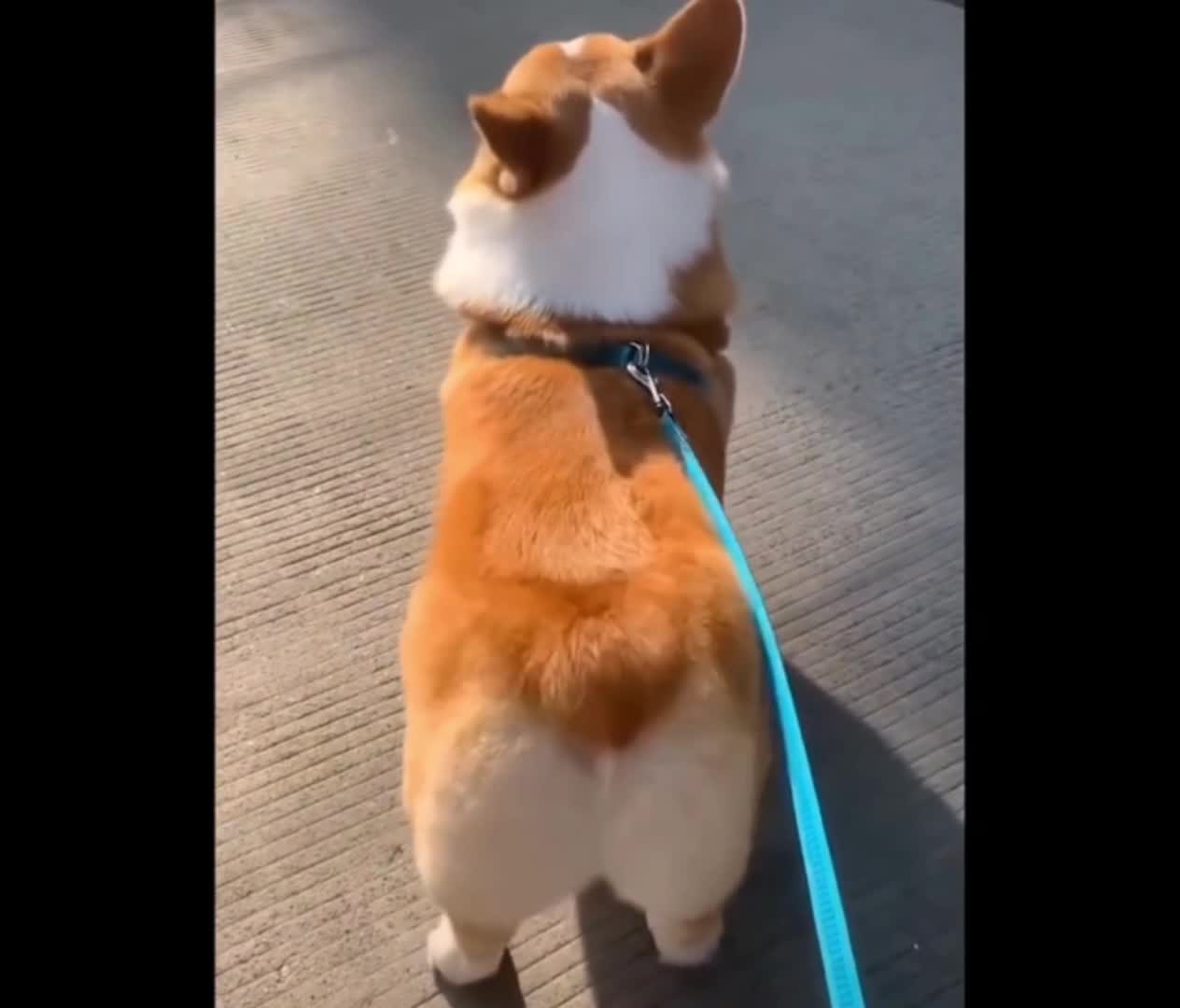 Viral Cute Corgi Dog Butt Dancing