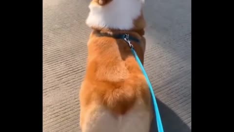 Viral Cute Corgi Dog Butt Dancing