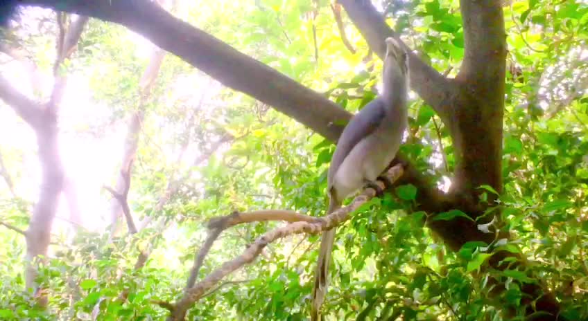 Baby Hornbill lost her parents