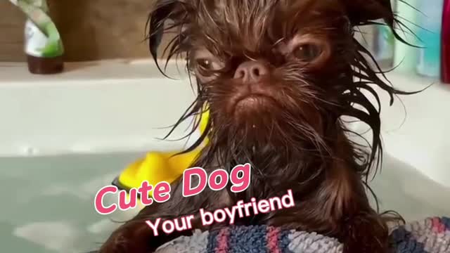 Cute dog, your boy friend