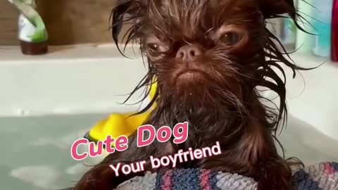 Cute dog, your boy friend