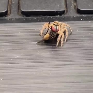 This is how fast spiders are