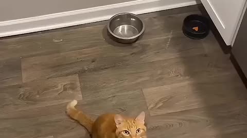 Funny cat