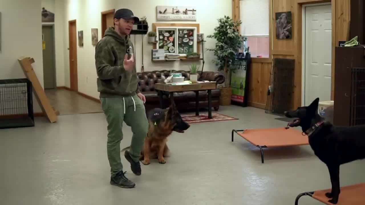 Aggressive Dog Training Tutorial