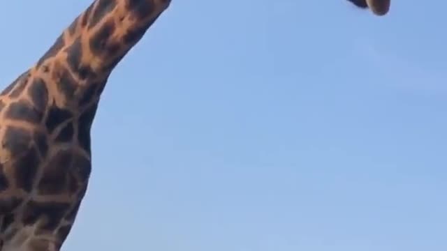 The most beautiful creatures on the planet