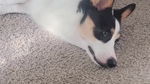 Corgi Puppy Laying Down