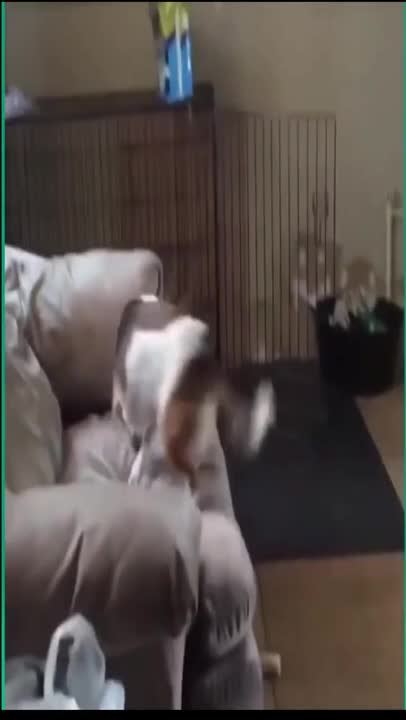 tape videos of dolphin animals knocking the man down on the surfboard #shorts