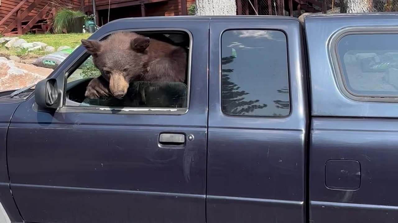 You Can't Park There, Bear