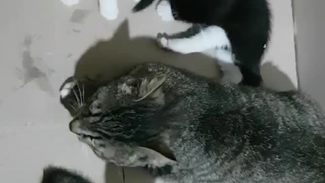 Three kittens are grooming with their mom that is watchful.