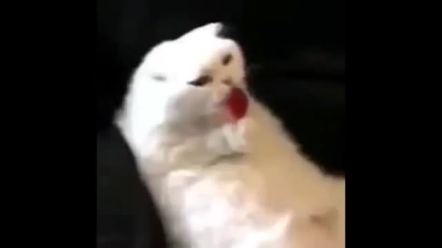 LOL_Funny _cat_video_complition