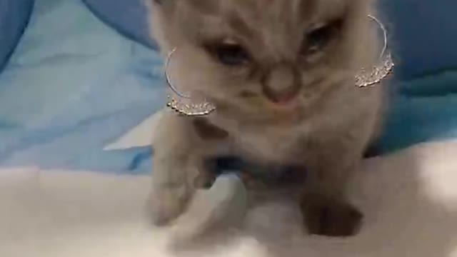 Female cats are fiercer! Combat is too powerful.