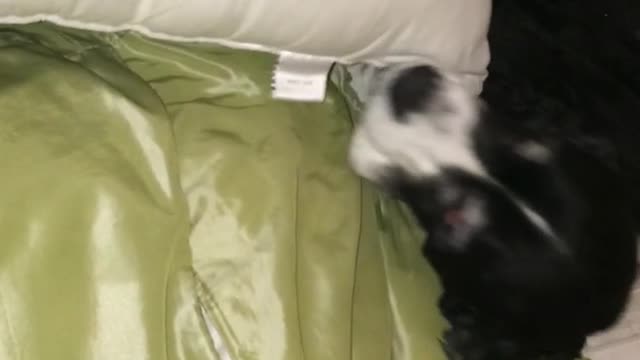 Black dog laying under pillow wakes up