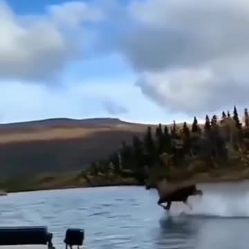 Horse running on water 😱😱😱#shorts #short #shortsfeed #youtubeshorts #viral #trending #miracle