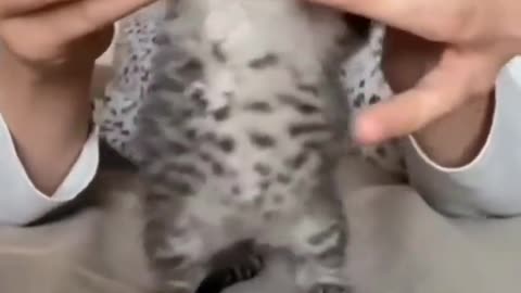Funny Animal #1