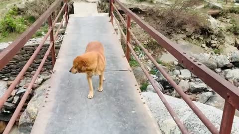 Dog fear to cross the bridge