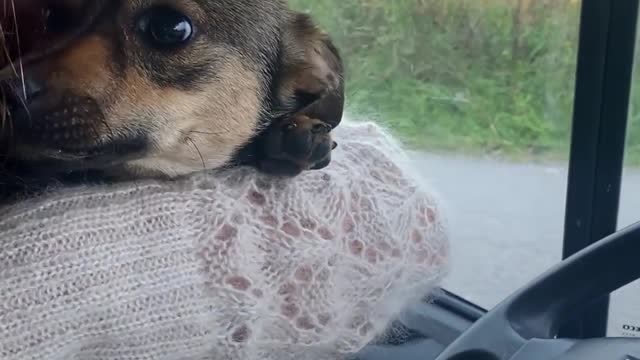 Stray Dog Runs Up To Woman And Asks Her To Save Her