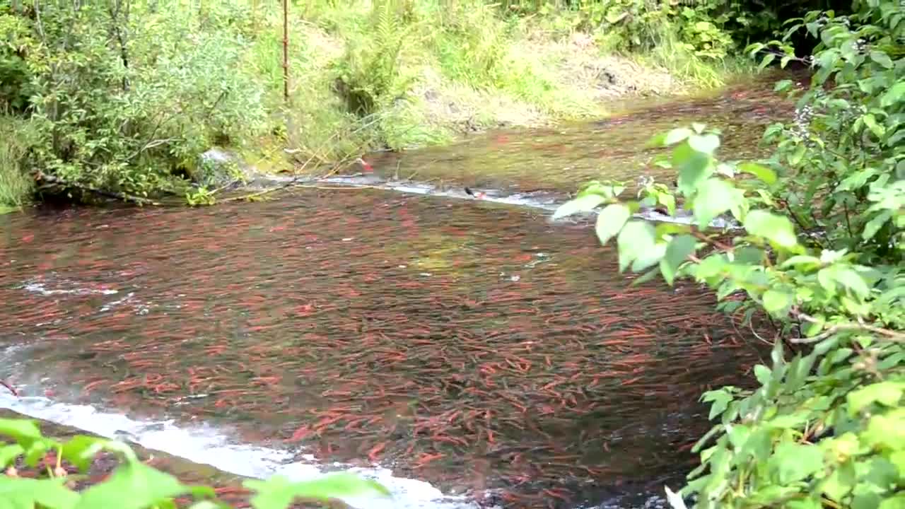 The high jumps Salmon competition