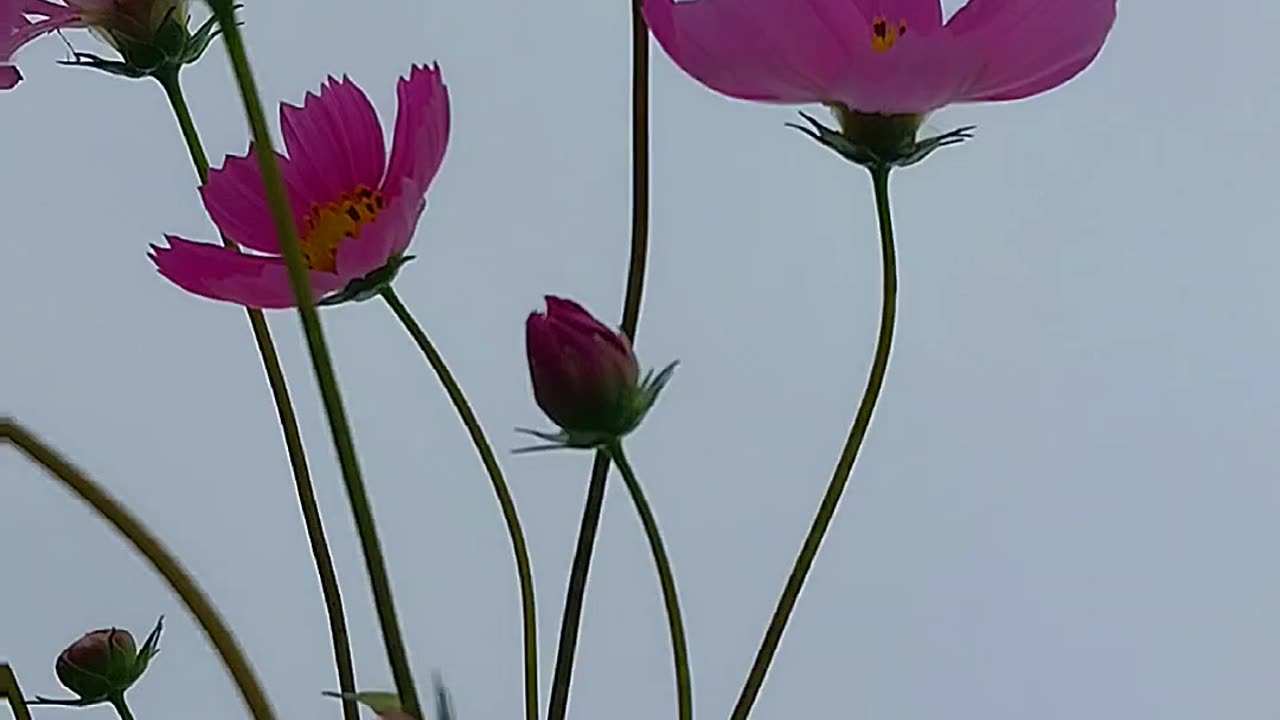 Windswept Cosmos