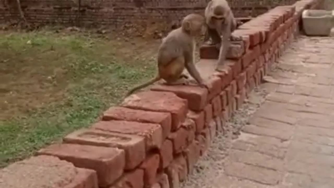 Monkey playing and enjoying