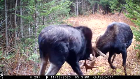 Two Bull Moose Put on a Show in Front of Trail Cam