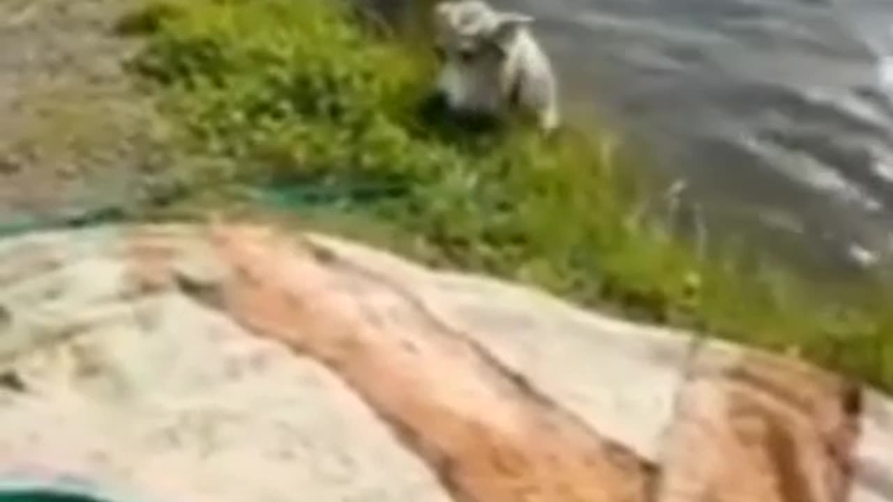 Dogs and cats funny video