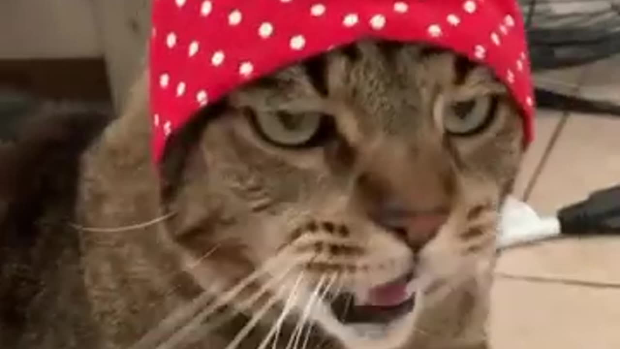 funny animal video