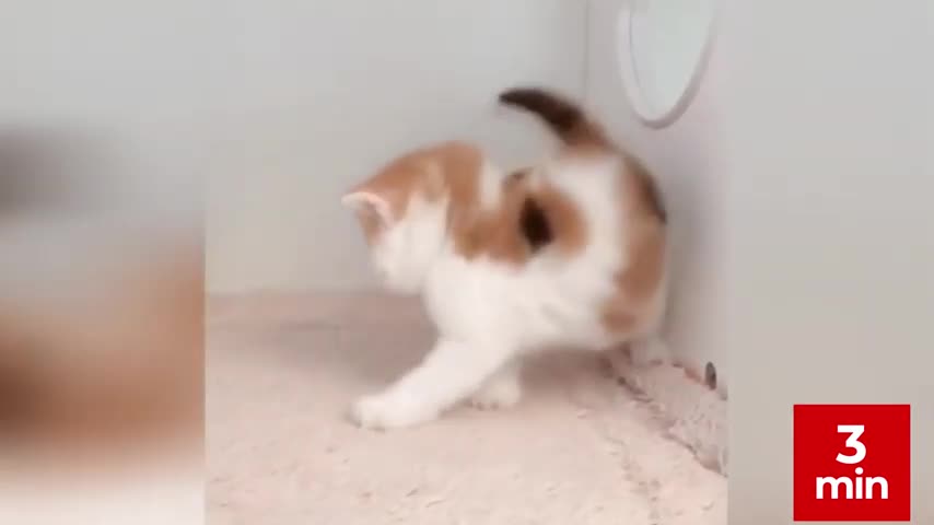 3 min of Funny Animals Compilation