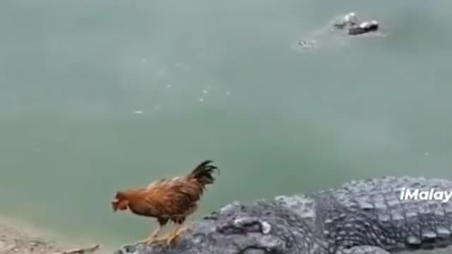 animals