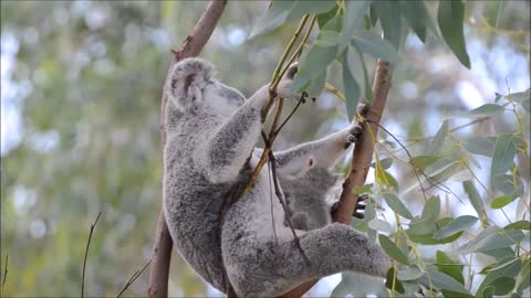 Koala playing with his friends