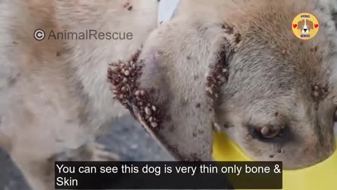 Removing 10000+ Ticks From Poor Bone and Skin Dogs Rescue Dog Ticks