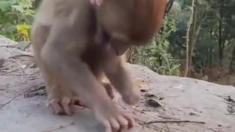 Best Funny Monkey Videos, #22, Cute Baby Monkey, Monkey Happy Family,