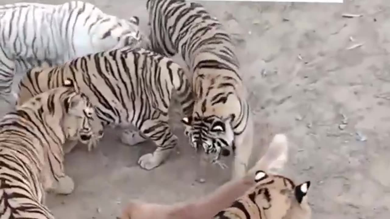 Dog Raises tiger as her kids