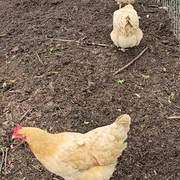 OMC! My hens being hens & Brownie makes a cameo! #hens #orpington #brownie #cameo #shorts #chickens