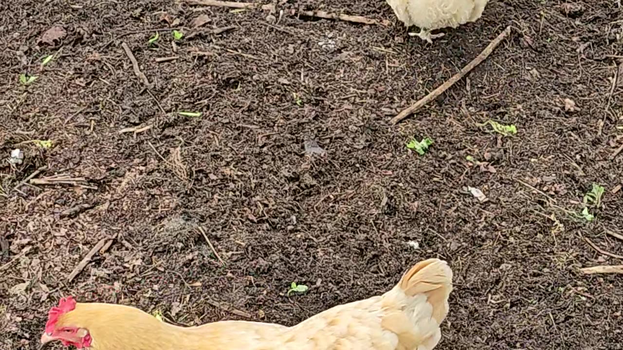 OMC! My hens being hens & Brownie makes a cameo! #hens #orpington #brownie #cameo #shorts #chickens