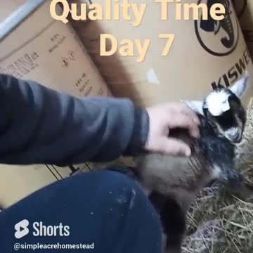 The little things. #homesteading #babygoat #stressrelief