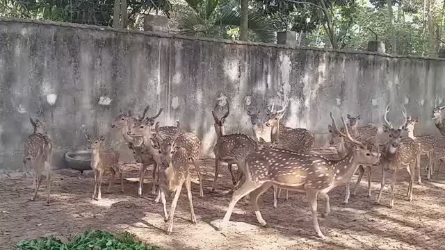 Beautiful Deer from Bangladesh