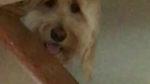 Dog staring at owner from above stairs