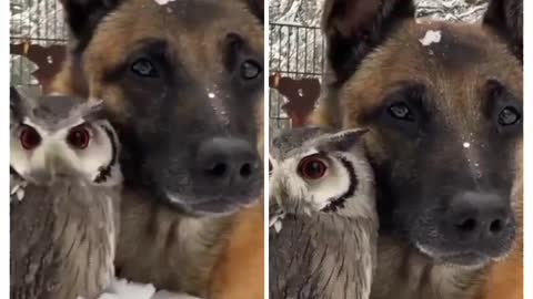 dog and an owl sitting together