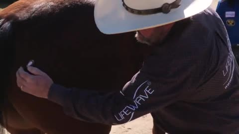 Horses Don't Lie: The Truth About LifeWave Patches